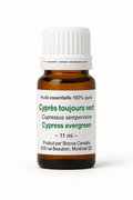 Cyprès toujours vert