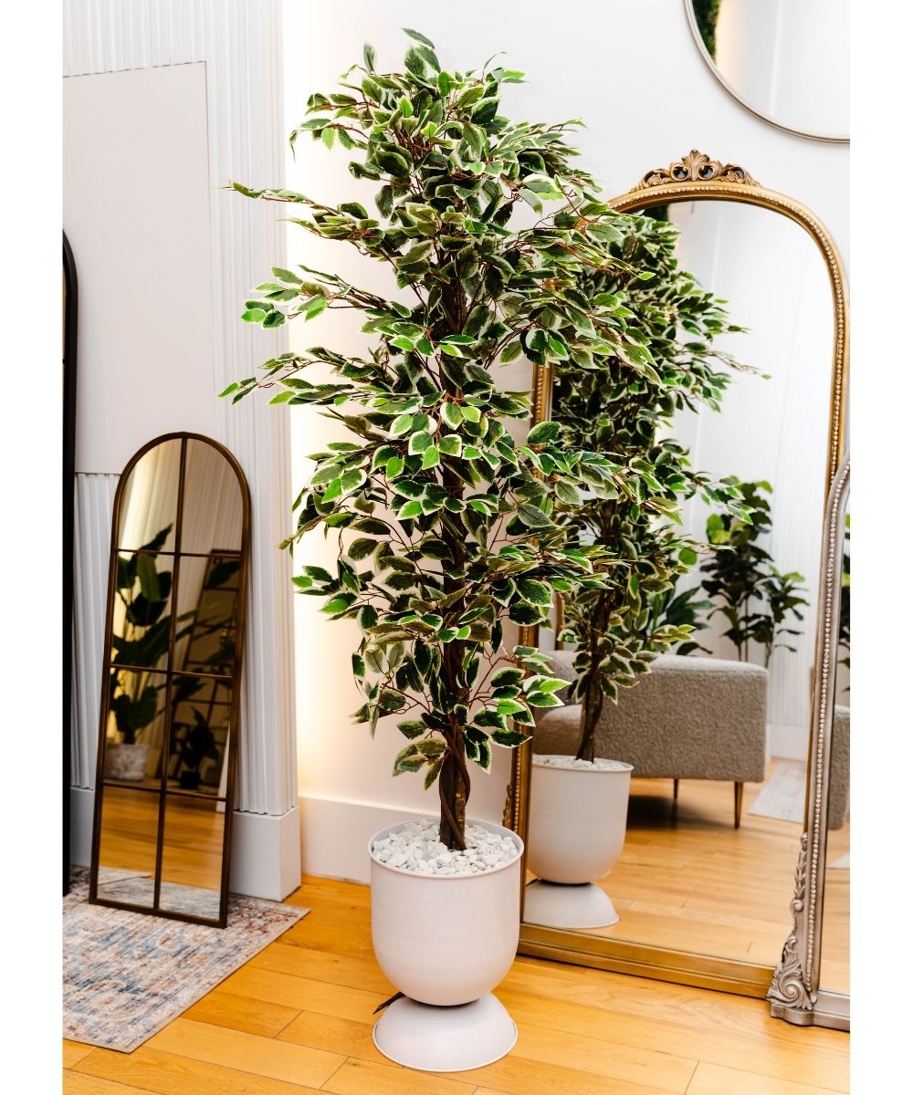 Olaya Artificial Ficus Potted Plant 6'
