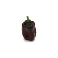 Hot Peppers - Ancho - Fresh Harvest Fruiting Crop