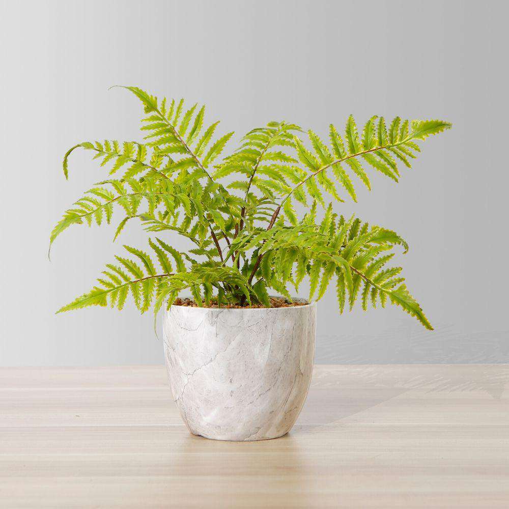 Bera Potted Faux Fern