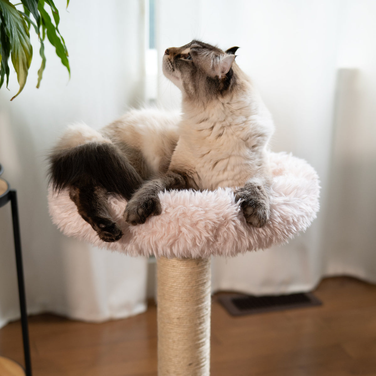 The Blush Perch – 1-Level Cat Tree