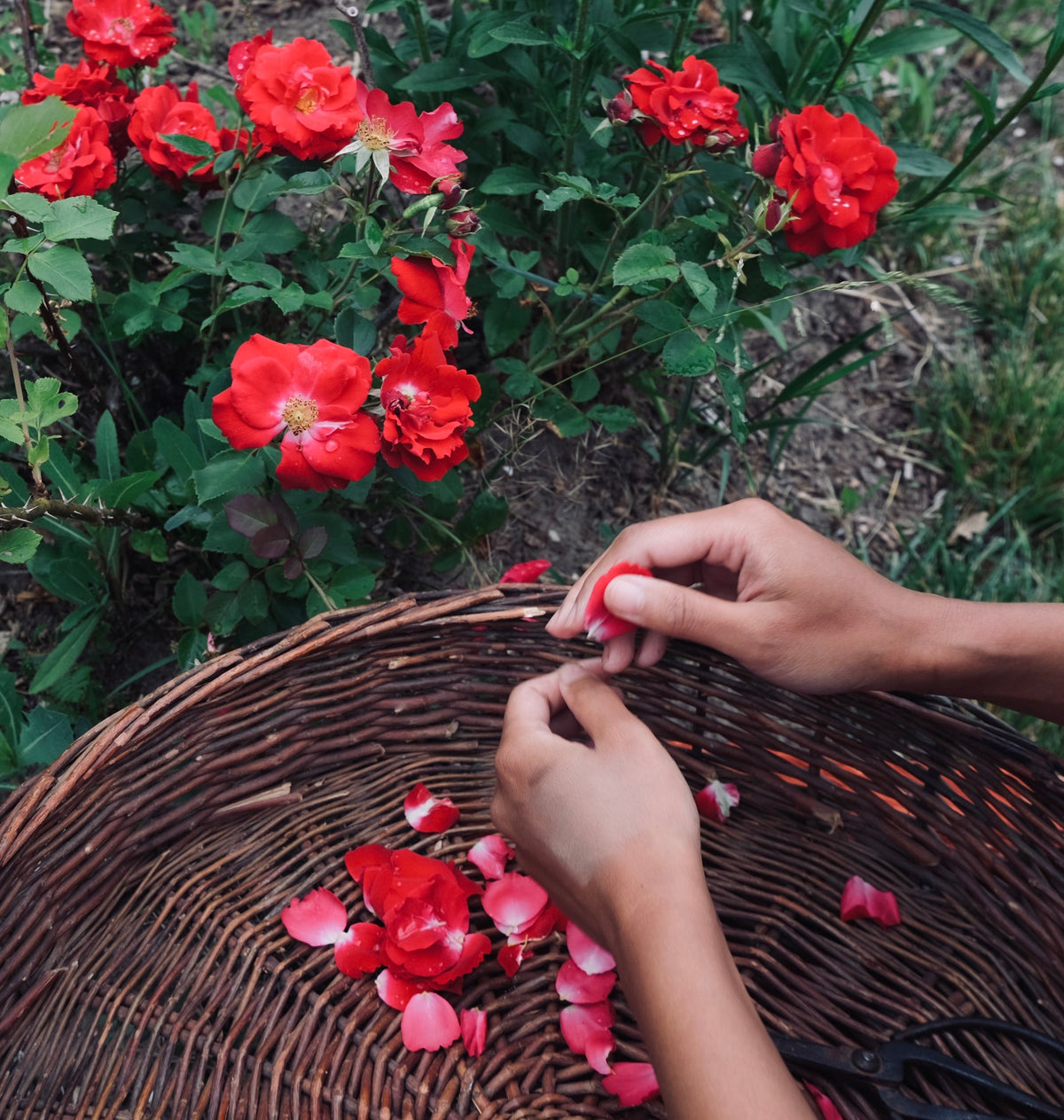 ROSE & REISHI SERUM