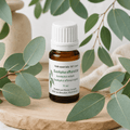 Eucalyptus officinal (Radiata)