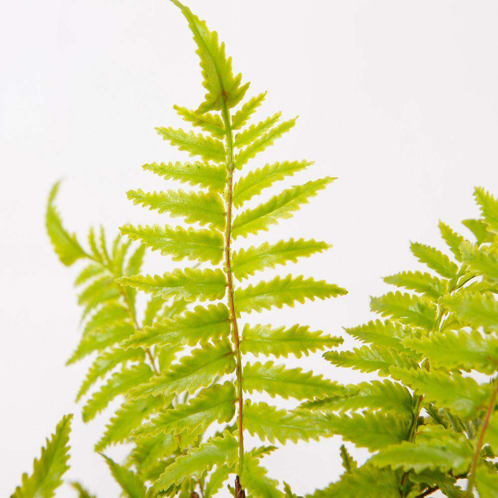 Jula Potted Faux Fern