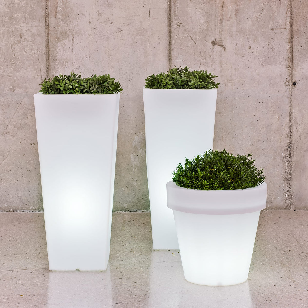 Magnolia<br> Solar & Rechargeable