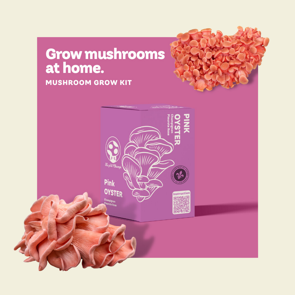Pink Oyster Mushroom Kit