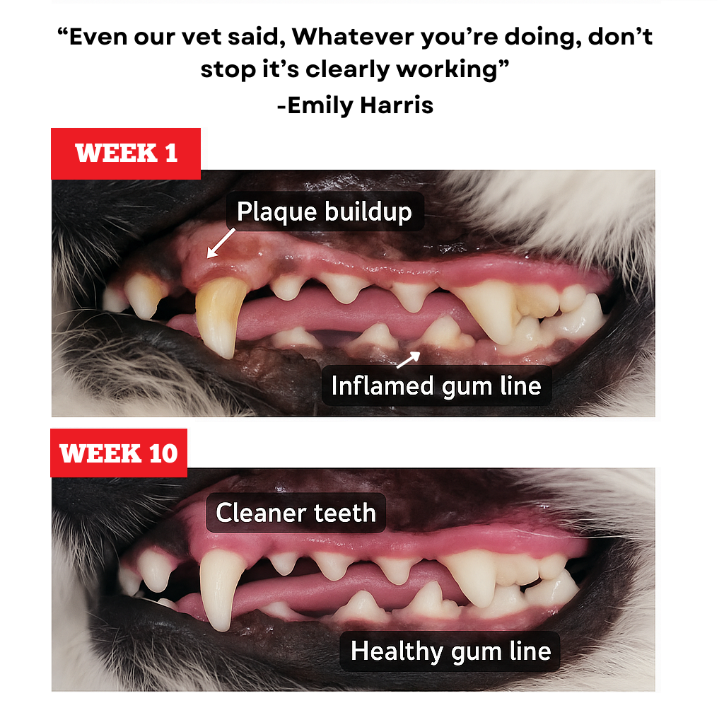 Blueberry Himalayan Yak Chew (MEDIUM)