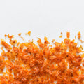 Argousier | Pulpe séchée (Hippophae rhamnoides)