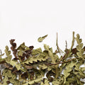 Comptonie voyageuse | Feuille entière séchée (Comptonia peregrina)