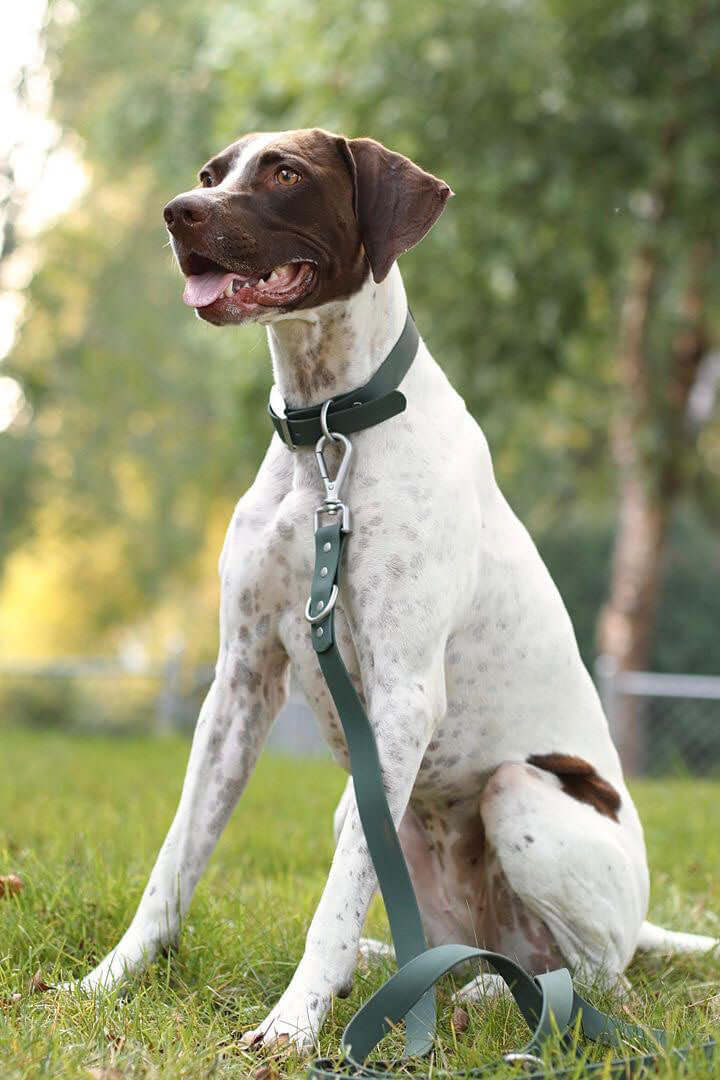 Water Resistant Dog Collar