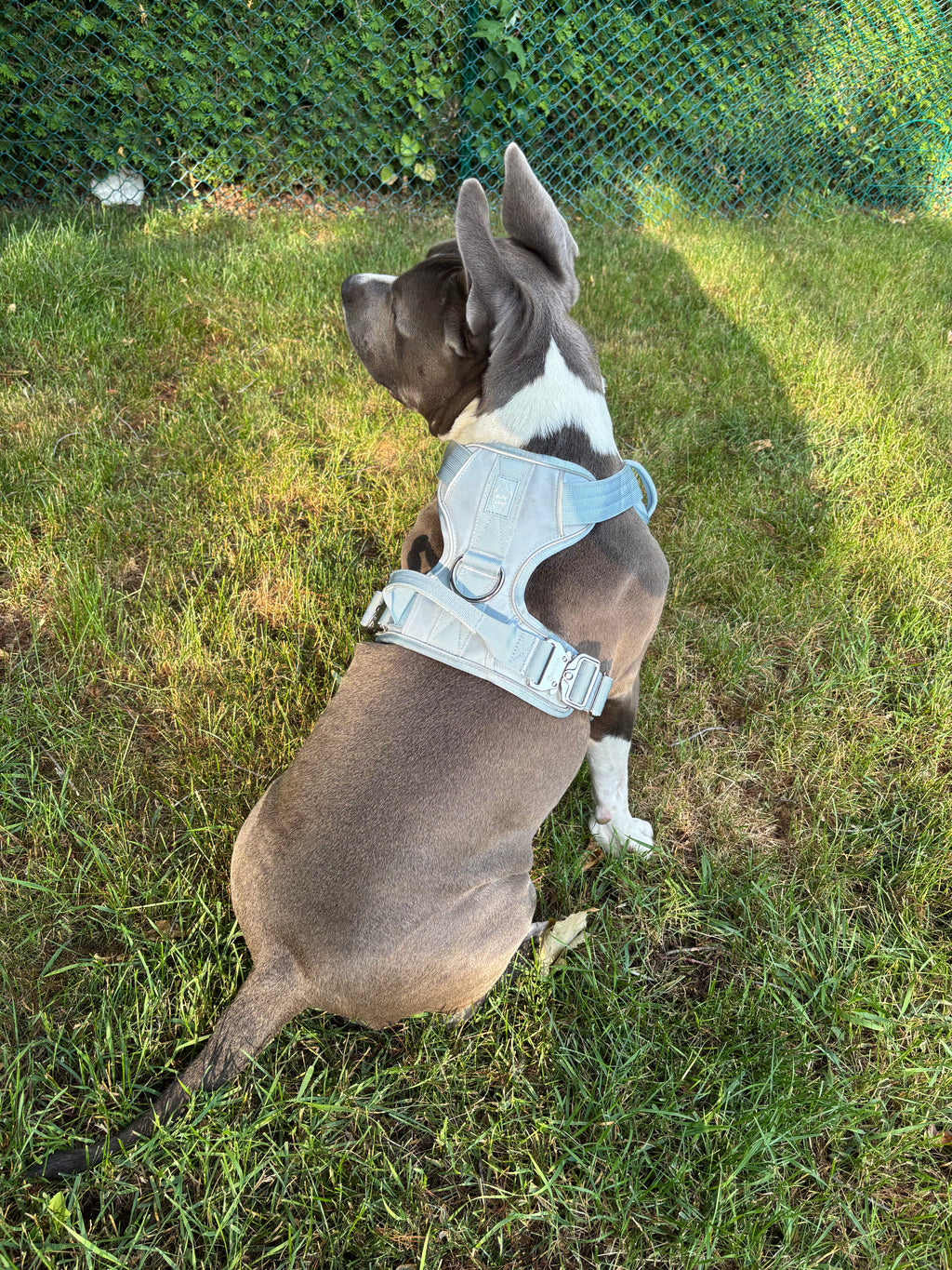 Heavy-Duty Everyday Harness - Baby Blue