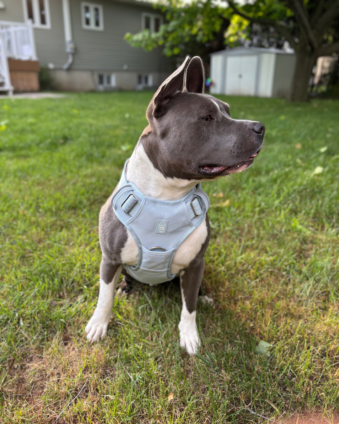 Heavy-Duty Everyday Harness - Baby Blue