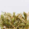 Épinette noire | Pousse entière séchée (Picea mariana)