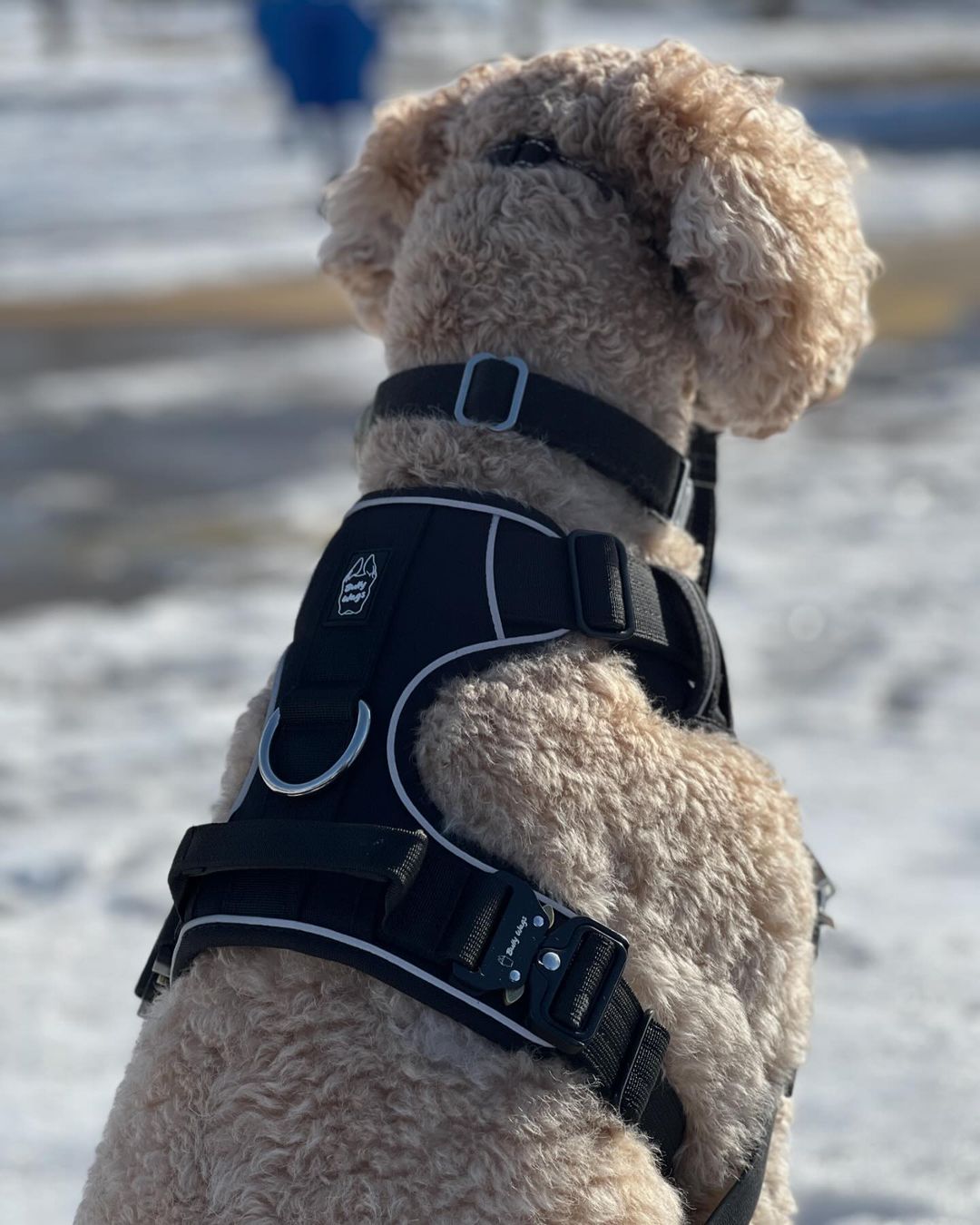 Heavy-Duty Everyday Harness - Black