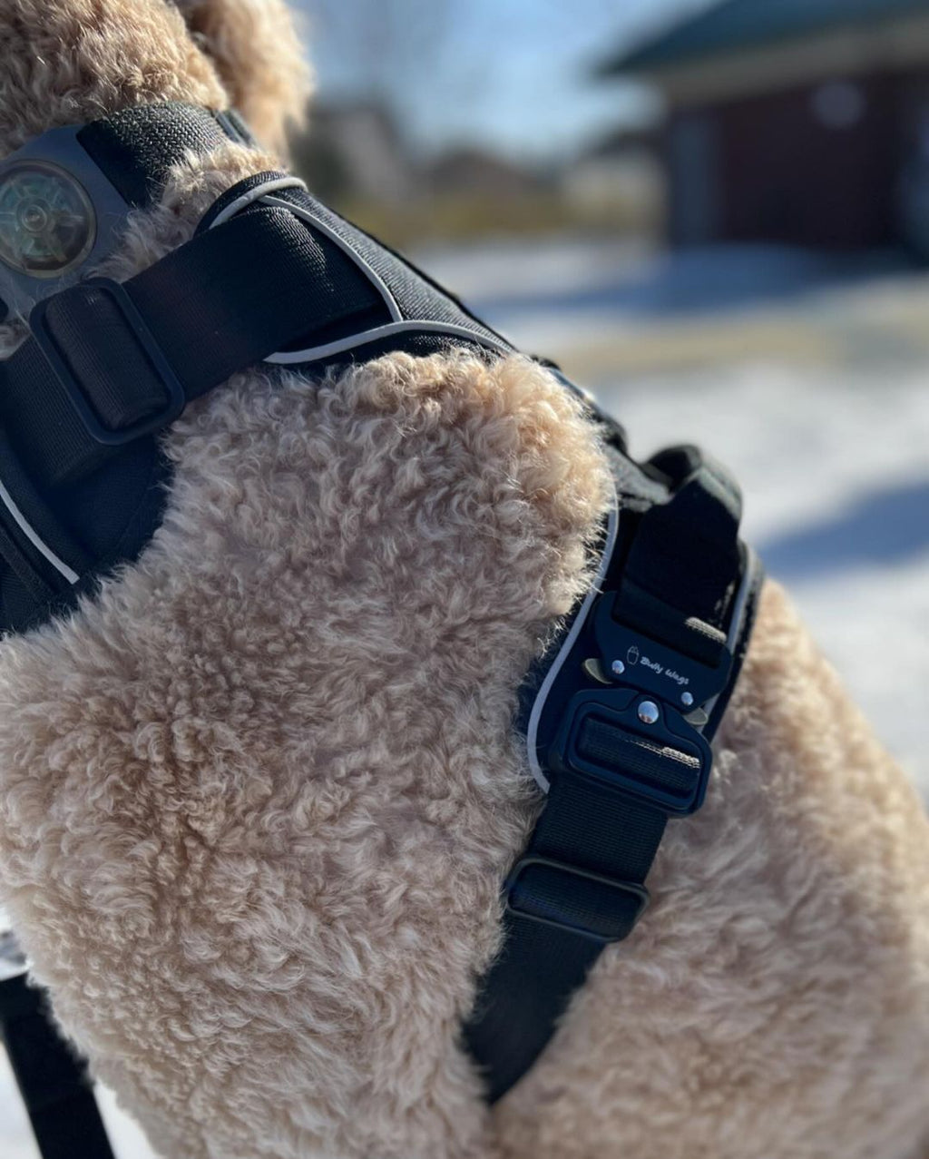 Heavy-Duty Everyday Harness - Black