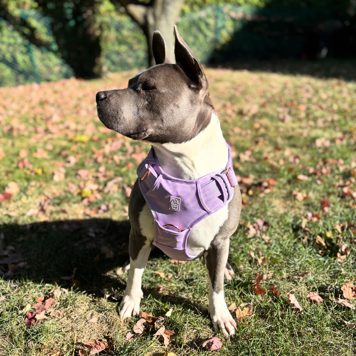 Heavy-Duty Everyday Harness - Lilac