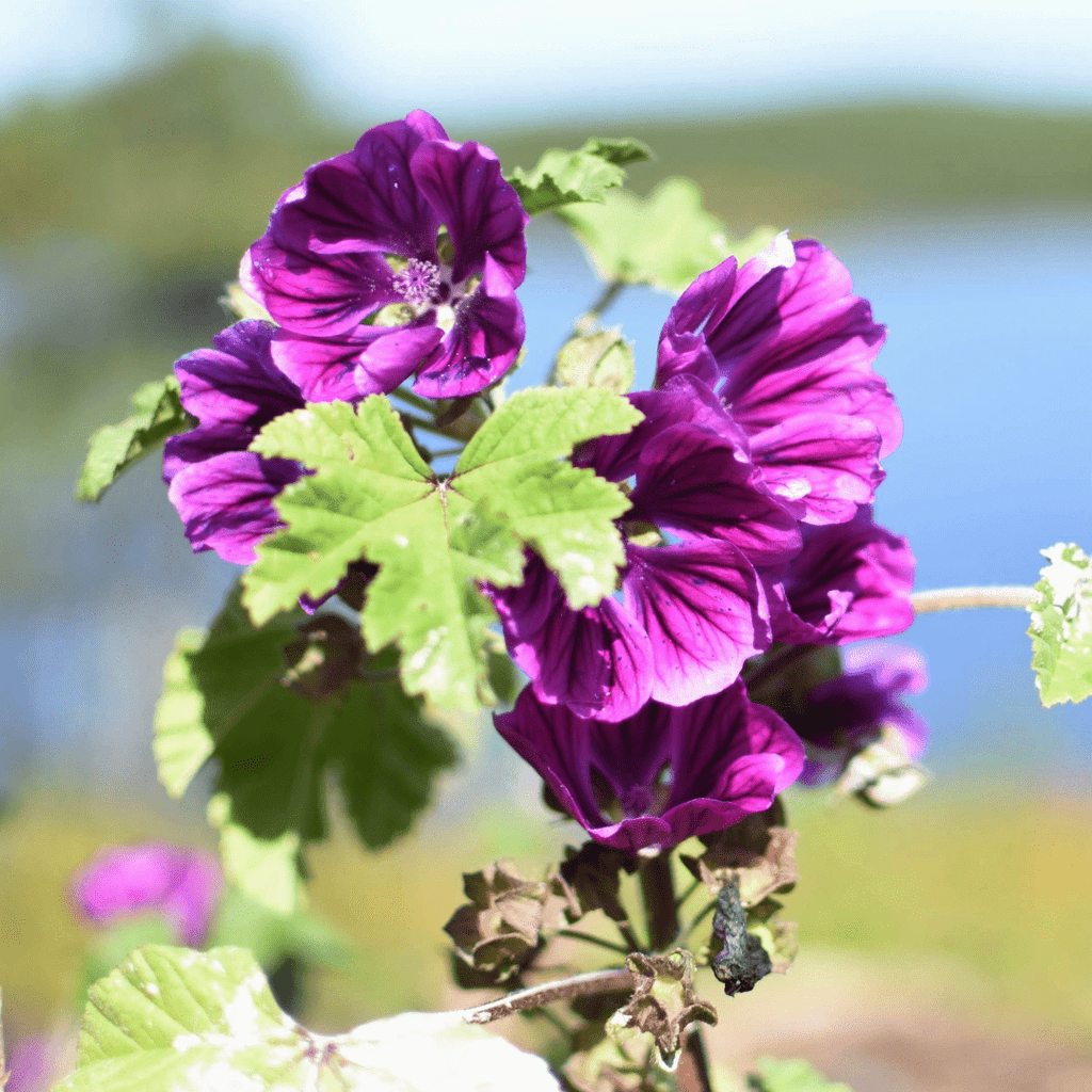 Mauve sylvestre | Fleur et feuille séchées (Malva sylvestris)