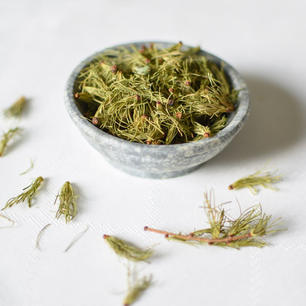 Mélèze | Aiguille entière séchée (Larix laricina)