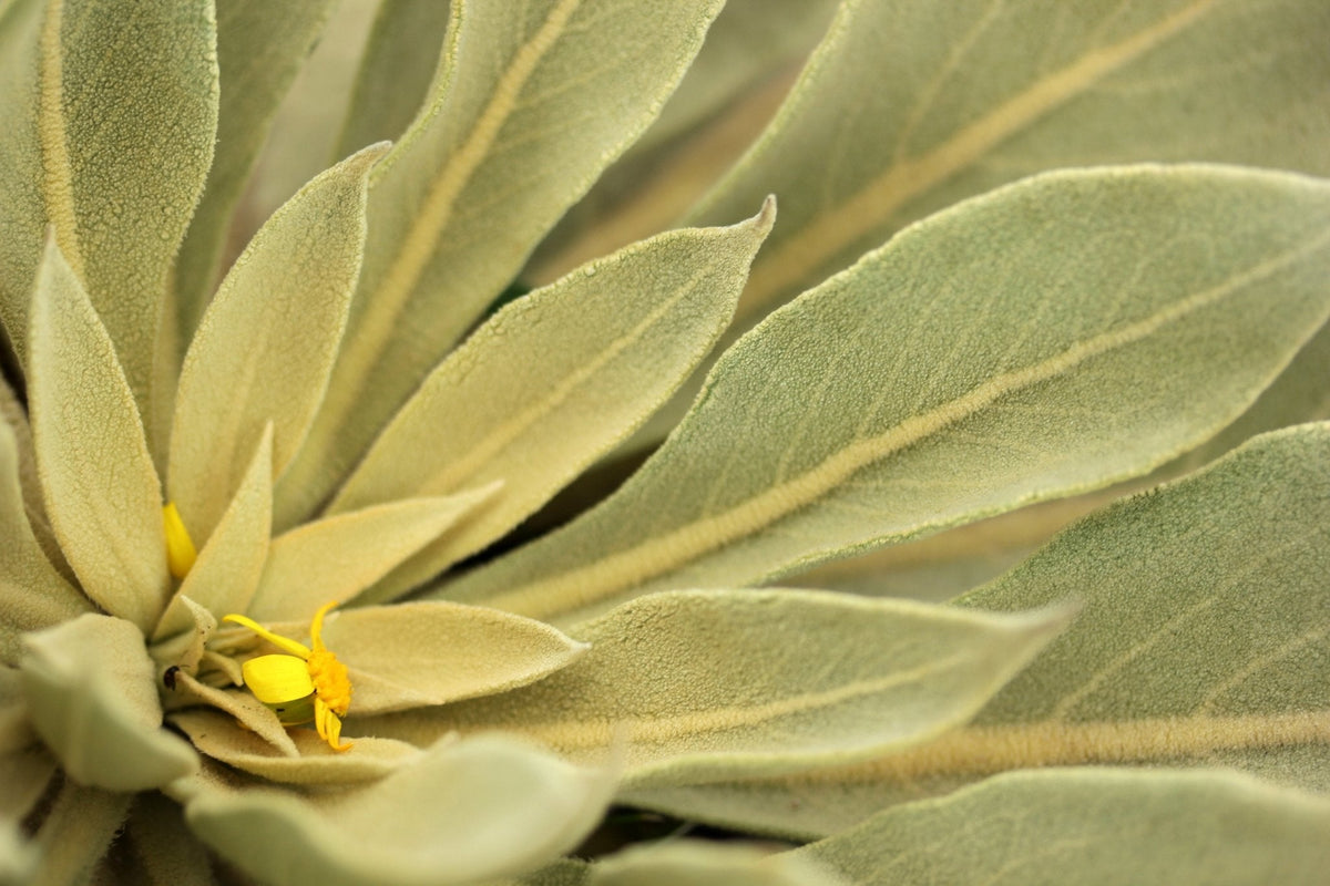 Mullein Leaves