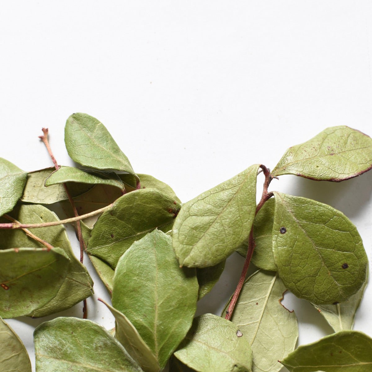 Thé des bois | Feuille entière séchée (Gaultheria procumbens)