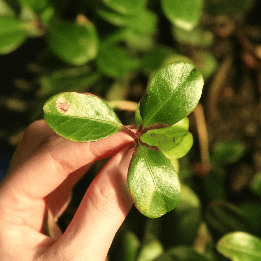 Thé des bois | Feuille entière séchée (Gaultheria procumbens)