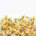 Tilleul | Fleur entière séchée (Tilia americana)